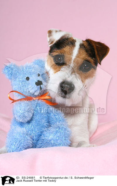 Parson Russell Terrier mit Teddy / Parson Russell Terrier with teddy / SS-24881