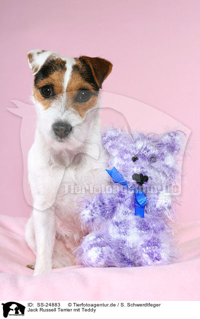 Parson Russell Terrier mit Teddy / Parson Russell Terrier with teddy / SS-24883