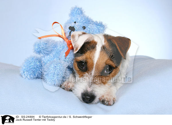 Parson Russell Terrier mit Teddy / Parson Russell Terrier with teddy / SS-24884