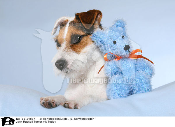 Parson Russell Terrier mit Teddy / Parson Russell Terrier with teddy / SS-24887