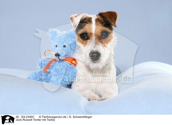 Parson Russell Terrier mit Teddy / Parson Russell Terrier with teddy / SS-24891
