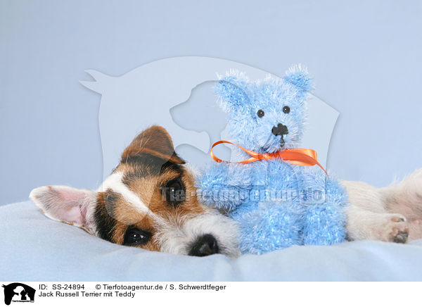 Parson Russell Terrier mit Teddy / Parson Russell Terrier with teddy / SS-24894