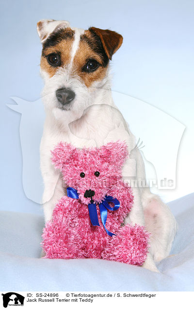 Parson Russell Terrier mit Teddy / Parson Russell Terrier with teddy / SS-24896
