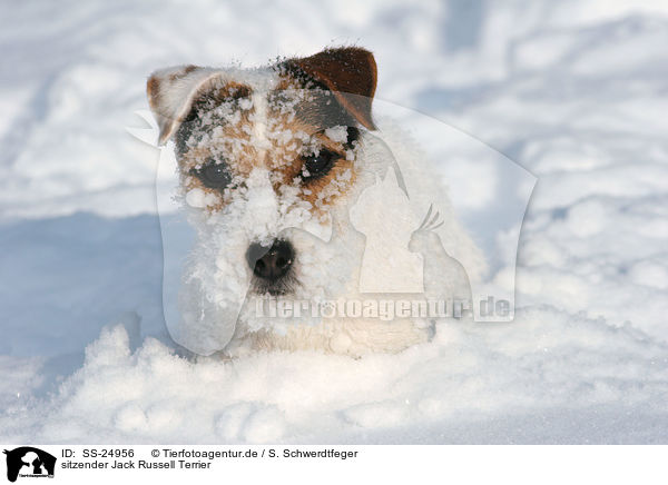sitzender Parson Russell Terrier / sitting Parson Russell Terrier / SS-24956