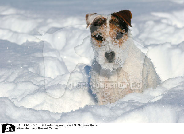 sitzender Jack Russell Terrier / SS-25027