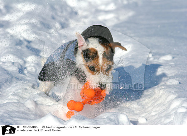 spielender Parson Russell Terrier / playing Parson Russell Terrier / SS-25085