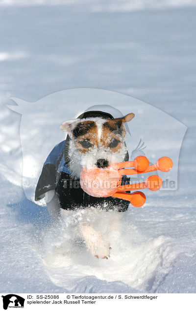 spielender Parson Russell Terrier / playing Parson Russell Terrier / SS-25086