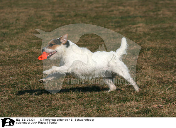 spielender Parson Russell Terrier / playing Parson Russell Terrier / SS-25331