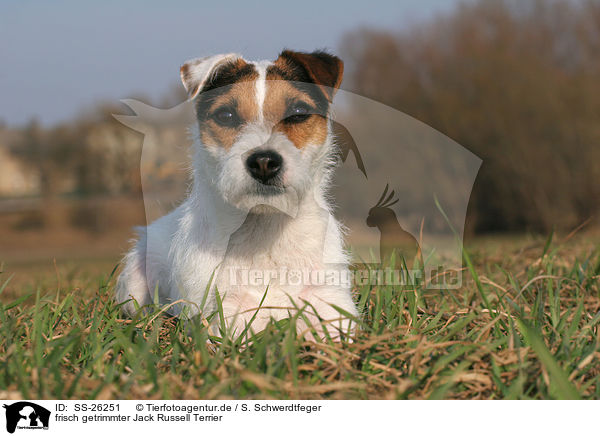 frisch getrimmter Parson Russell Terrier / trimmed Parson Russell Terrier / SS-26251