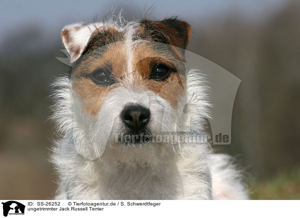 ungetrimmter Parson Russell Terrier / untrimmed Parson Russell Terrier / SS-26252