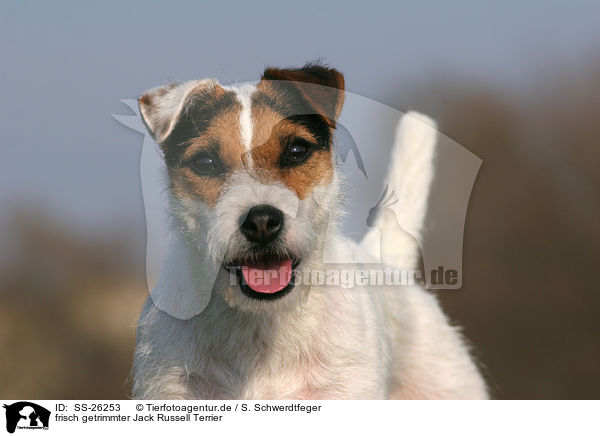 frisch getrimmter Parson Russell Terrier / trimmed Parson Russell Terrier / SS-26253