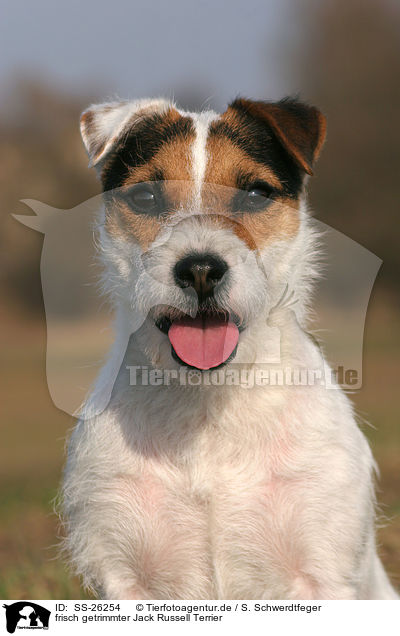 frisch getrimmter Parson Russell Terrier / trimmed Parson Russell Terrier / SS-26254