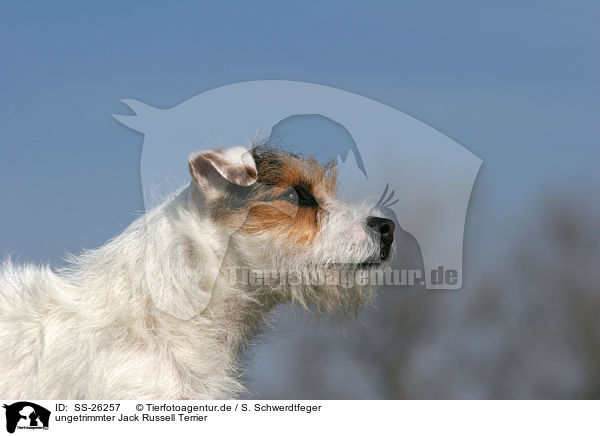 ungetrimmter Parson Russell Terrier / untrimmed Parson Russell Terrier / SS-26257