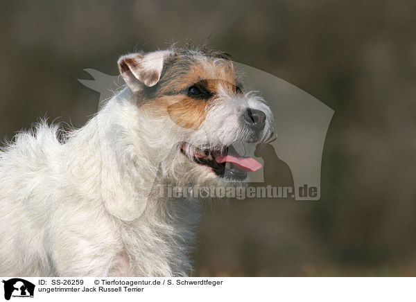 ungetrimmter Parson Russell Terrier / untrimmed Parson Russell Terrier / SS-26259