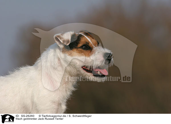 frisch getrimmter Parson Russell Terrier / trimmed Parson Russell Terrier / SS-26260
