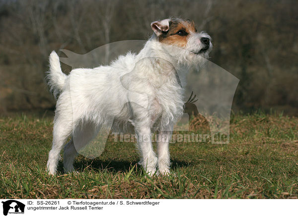 ungetrimmter Parson Russell Terrier / untrimmed Parson Russell Terrier / SS-26261