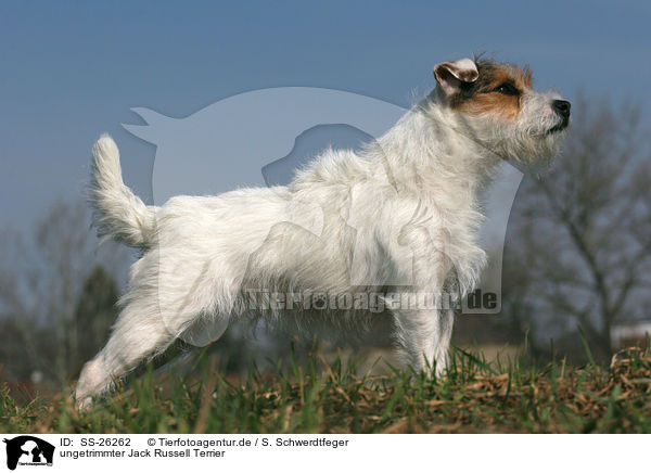 ungetrimmter Parson Russell Terrier / untrimmed Parson Russell Terrier / SS-26262