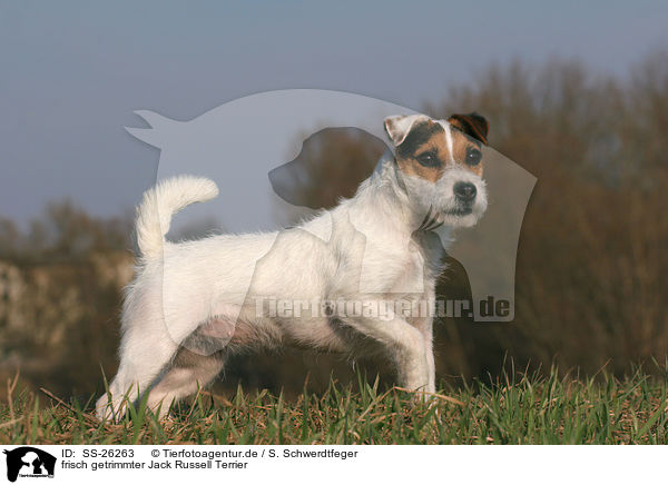 frisch getrimmter Parson Russell Terrier / trimmed Parson Russell Terrier / SS-26263