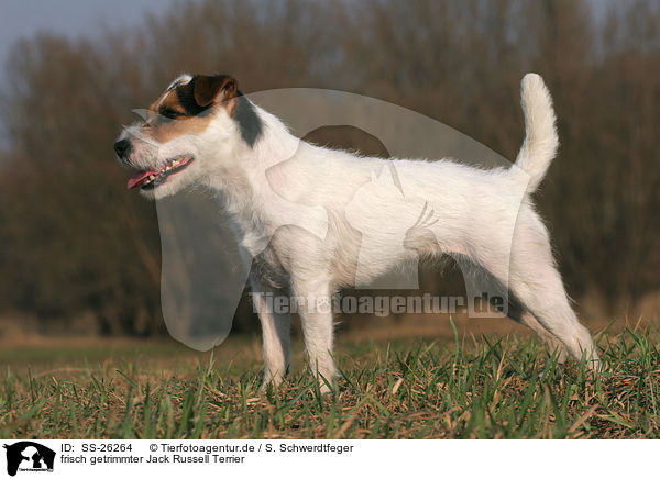frisch getrimmter Parson Russell Terrier / trimmed Parson Russell Terrier / SS-26264