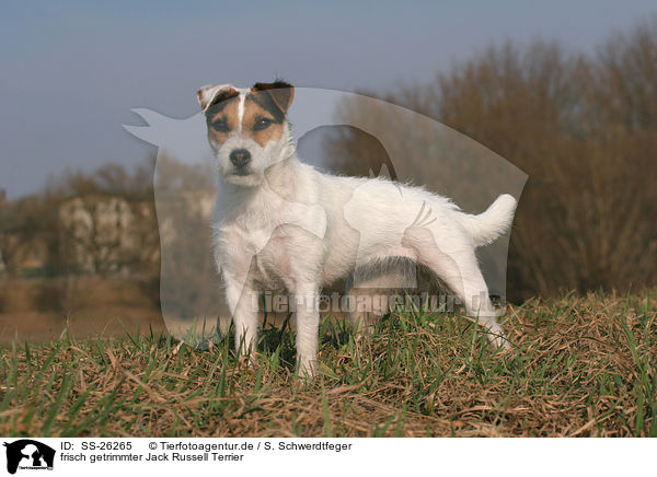 frisch getrimmter Parson Russell Terrier / trimmed Parson Russell Terrier / SS-26265