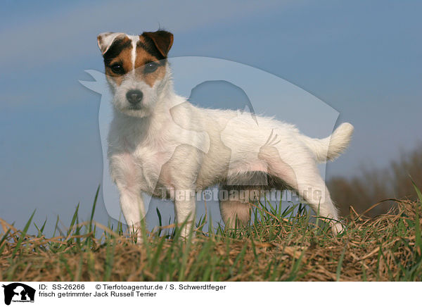 frisch getrimmter Parson Russell Terrier / trimmed Parson Russell Terrier / SS-26266