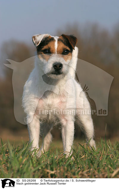 frisch getrimmter Parson Russell Terrier / trimmed Parson Russell Terrier / SS-26268