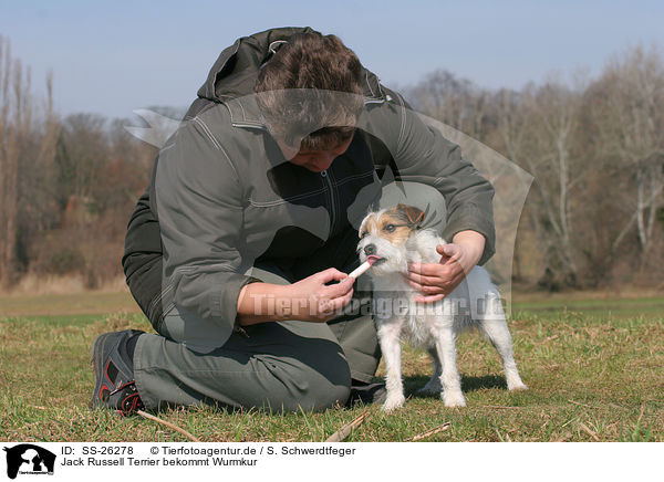 Parson Russell Terrier bekommt Wurmkur / deworming a Parson Russell Terrier / SS-26278