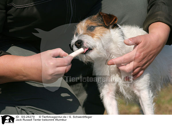 Jack Russell Terrier bekommt Wurmkur / SS-26279