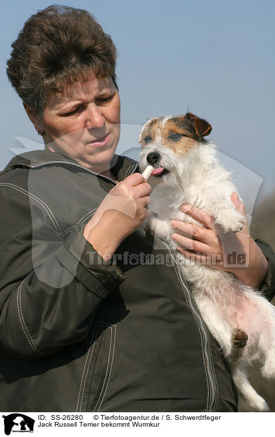 Parson Russell Terrier bekommt Wurmkur / deworming a Parson Russell Terrier / SS-26280