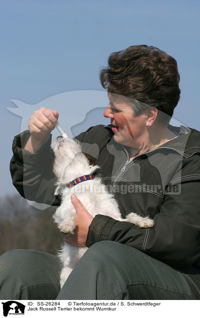 Jack Russell Terrier bekommt Wurmkur / SS-26284