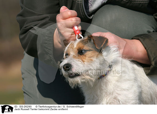 Parson Russell Terrier bekommt Zecke entfernt / removing a tick / SS-26290