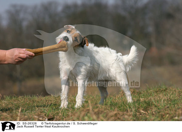 Parson Russell Terrier frisst Kauknochen / Parson Russell Terrier eats bone / SS-26328