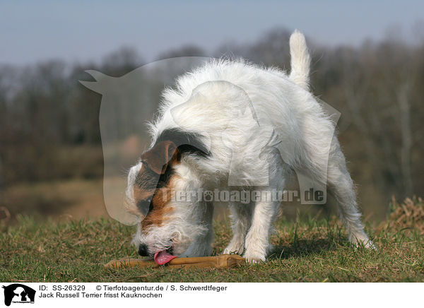 Parson Russell Terrier frisst Kauknochen / Parson Russell Terrier eats bone / SS-26329