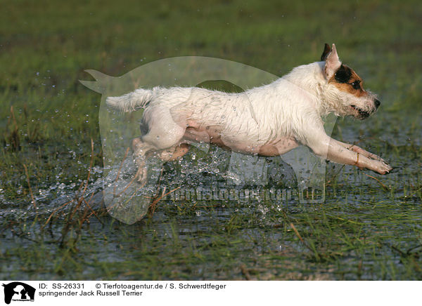 springender Parson Russell Terrier / jumping Parson Russell Terrier / SS-26331