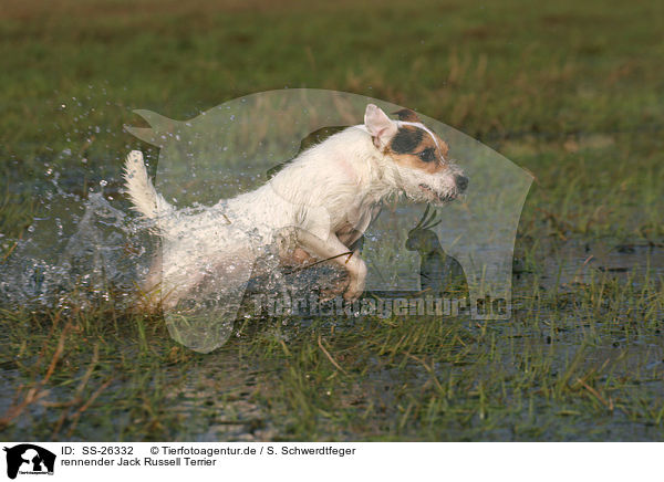 rennender Parson Russell Terrier / running Parson Russell Terrier / SS-26332