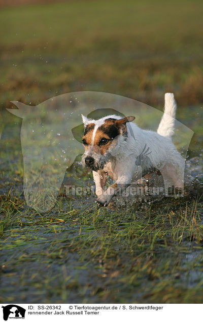 rennender Parson Russell Terrier / running Parson Russell Terrier / SS-26342