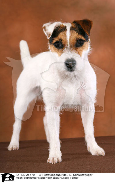 frisch getrimmter Parson Russell Terrier / trimmed Parson Russell Terrier / SS-26779