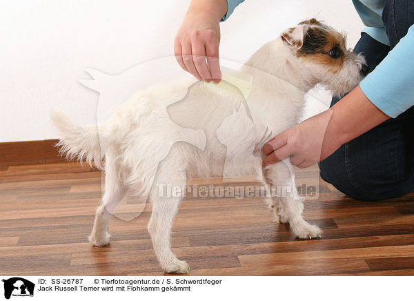 Jack Russell Terrier wird mit Flohkamm gekmmt / SS-26787