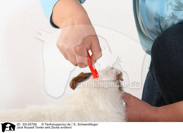 Parson Russell Terrier wird Zecke entfernt / removing a tick / SS-26788