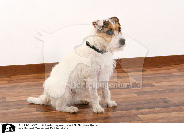 Jack Russell Terrier mit Flohhalsband / SS-26792