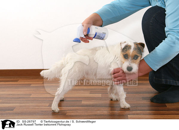 Jack Russell Terrier bekommt Flohspray / SS-26797