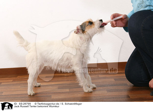 Jack Russell Terrier bekommt Wurmkur / SS-26799
