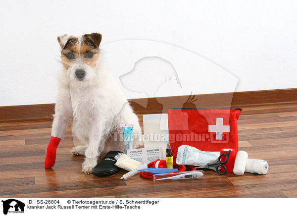 kranker Jack Russell Terrier mit Erste-Hilfe-Tasche / SS-26804