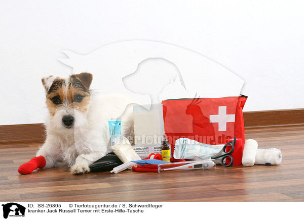 kranker Jack Russell Terrier mit Erste-Hilfe-Tasche / SS-26805