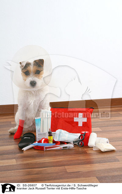 kranker Jack Russell Terrier mit Erste-Hilfe-Tasche / SS-26807