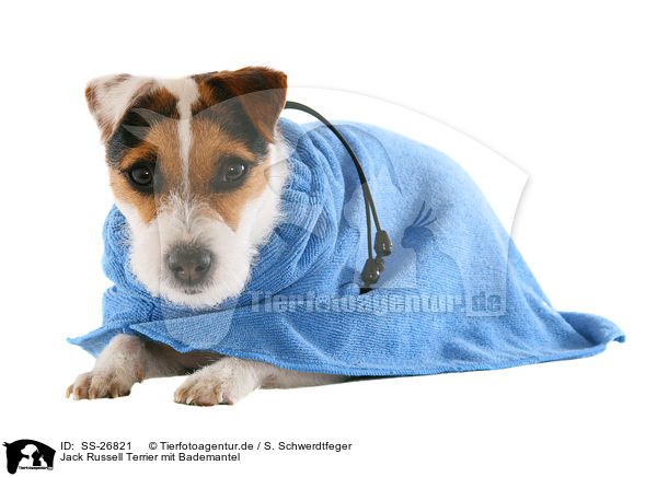 Parson Russell Terrier mit Bademantel / Parson Russell Terrier with bathrobe / SS-26821