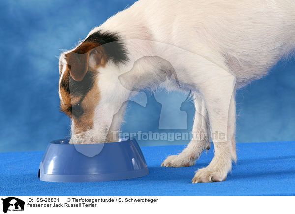 fressender Parson Russell Terrier / eating Parson Russell Terrier / SS-26831