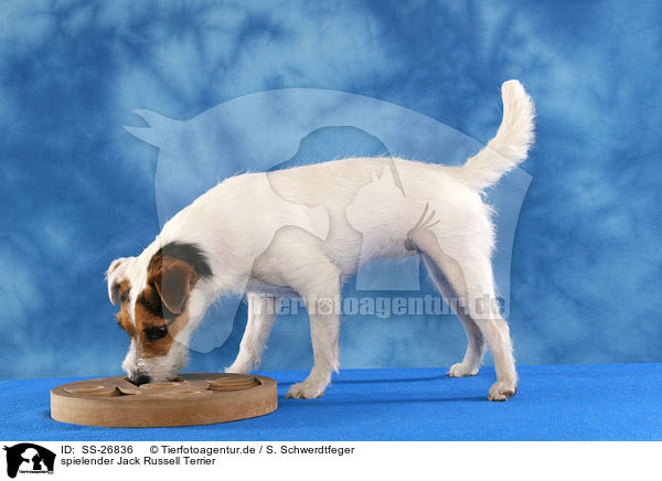 spielender Jack Russell Terrier / SS-26836