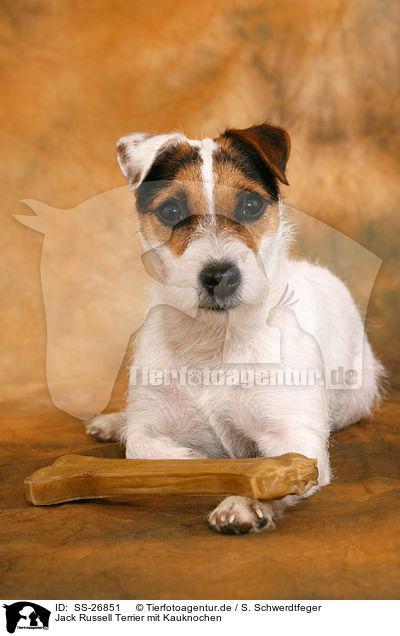 Parson Russell Terrier mit Kauknochen / Parson Russell Terrier with bone / SS-26851