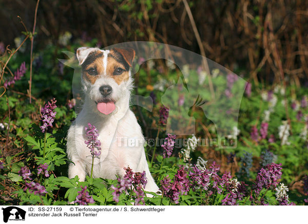 sitzender Parson Russell Terrier / sitting Parson Russell Terrier / SS-27159